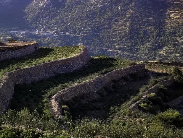 Taif’s Mountain and Valley Farms: Trailblazer in Organic Agriculture