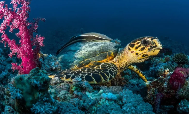 Saudi Arabia Explores Largest Turtle Nesting Site in Red Sea