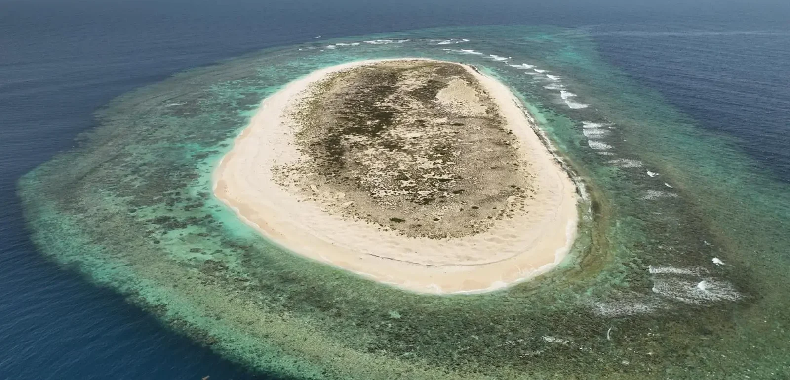 Saudi Arabia Explores Largest Turtle Nesting Site in Red Sea