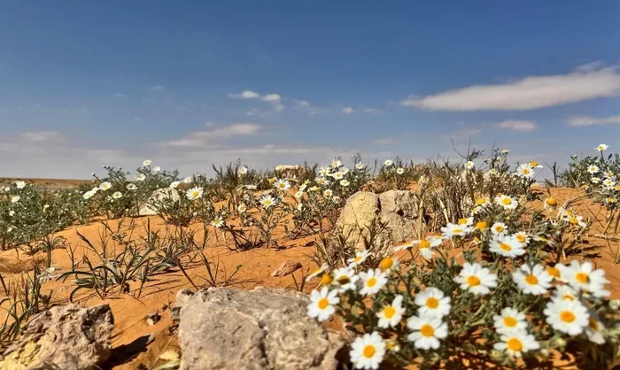Daisies Paint Al-Jouf’s Sandy Plains in Bloom