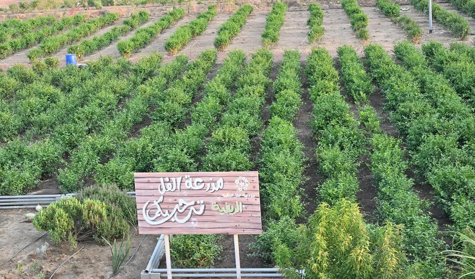 Jazan’s Farms Offer Unique Rural Experiences during Ramadan 