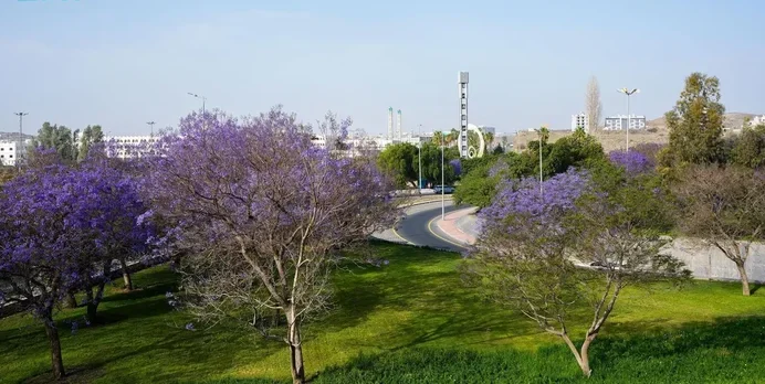 Jacaranda Blossoms Announce Arrival of Spring in Aseer