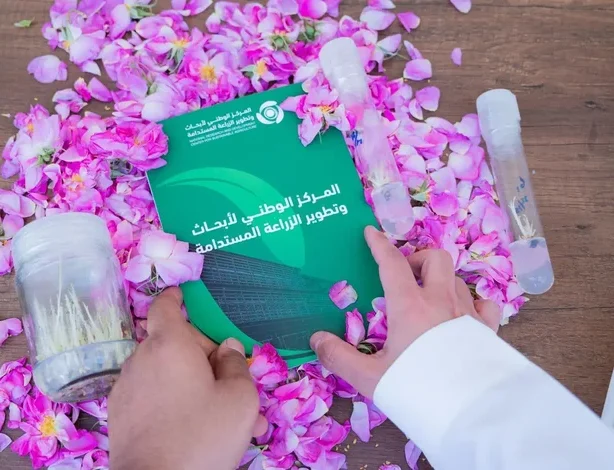 Sustainability Launches Rose Seedling Drive at Taif Forum