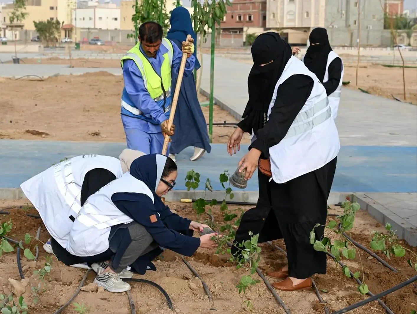 Madinah Leads Organic Aromatic Plants Production