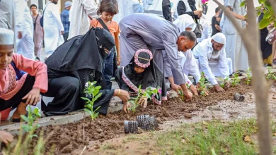 Madinah Leads Organic Aromatic Plants Production