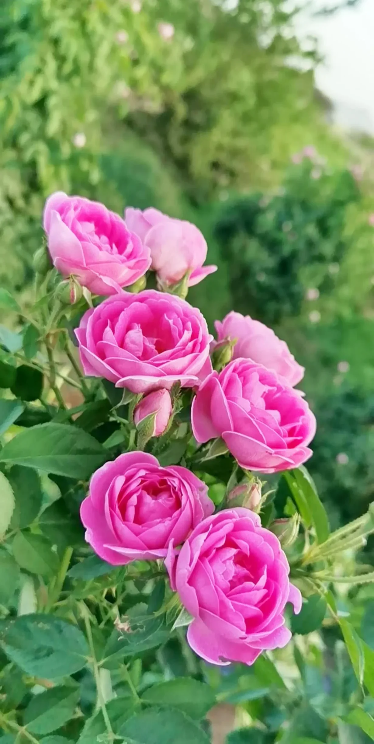 Madinah Leads Organic Aromatic Plants Production