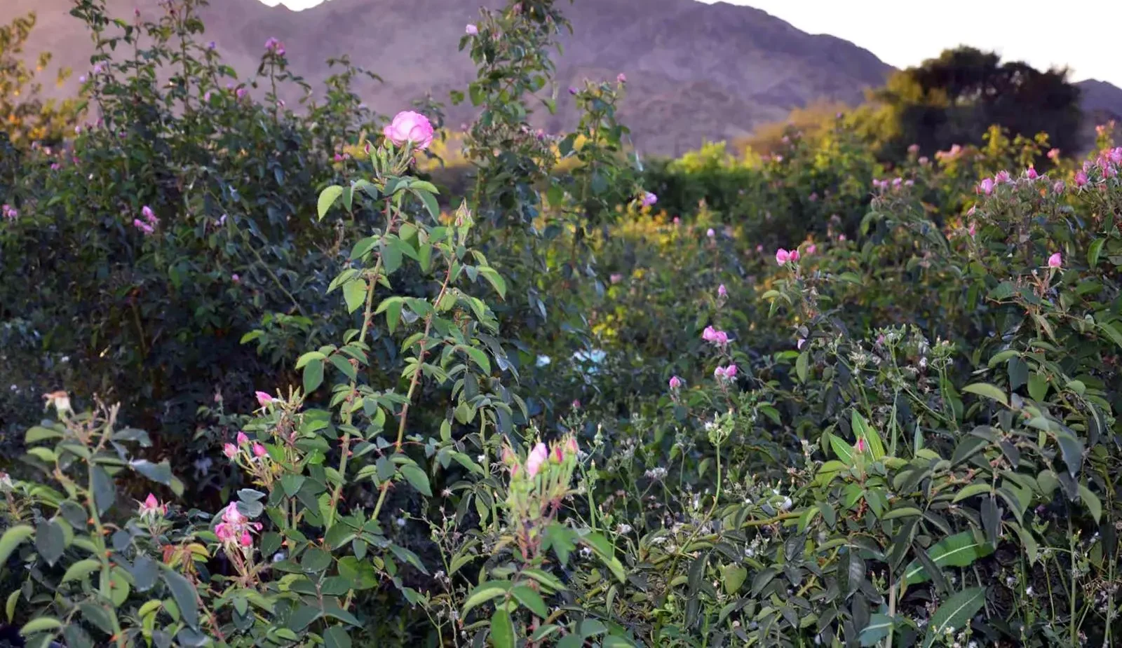 Madinah Leads Organic Aromatic Plants Production