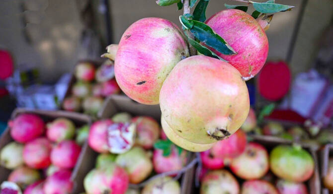 Pomegranate Harvest Season Kicks off in Asir