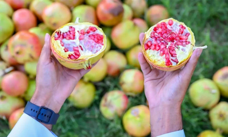 Pomegranate Harvest Season Kicks off in Asir 
