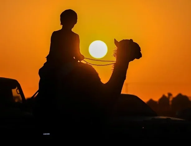 Hail Camel Auction Surpasses SAR 5.7 Million in Sales