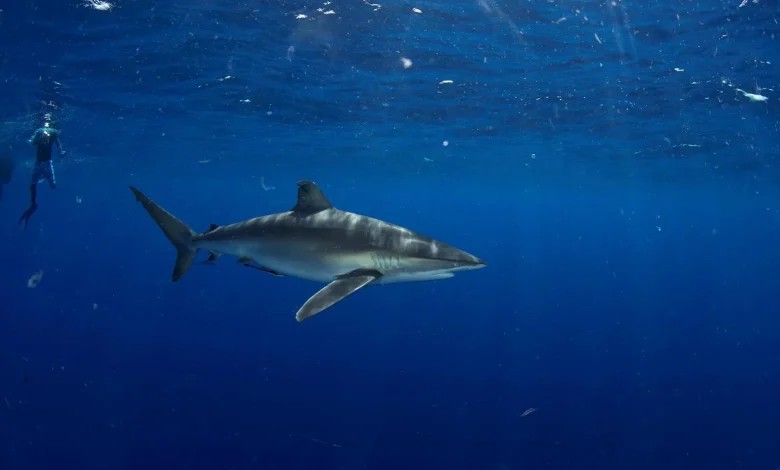 Saudi NCW Issues First License for Shark Diving Experience