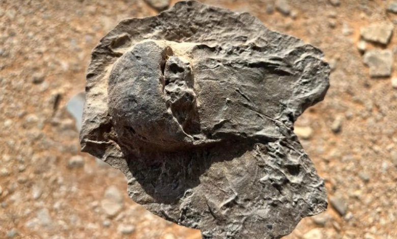 Saudi Arabia's AlUla Uncovers 465-Million-Year-Old Fossils