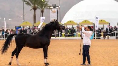 Hail Equestrian Club Brings Heritage Experience to Baja Rally 2026
