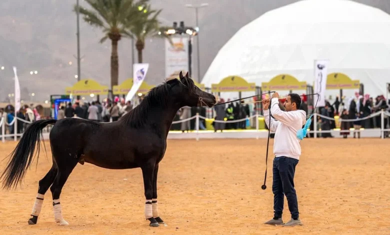 Hail Equestrian Club Brings Heritage Experience to Baja Rally 2026