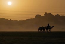 Empty Quarter Desert Becomes Winter Haven for Nature Enthusiasts