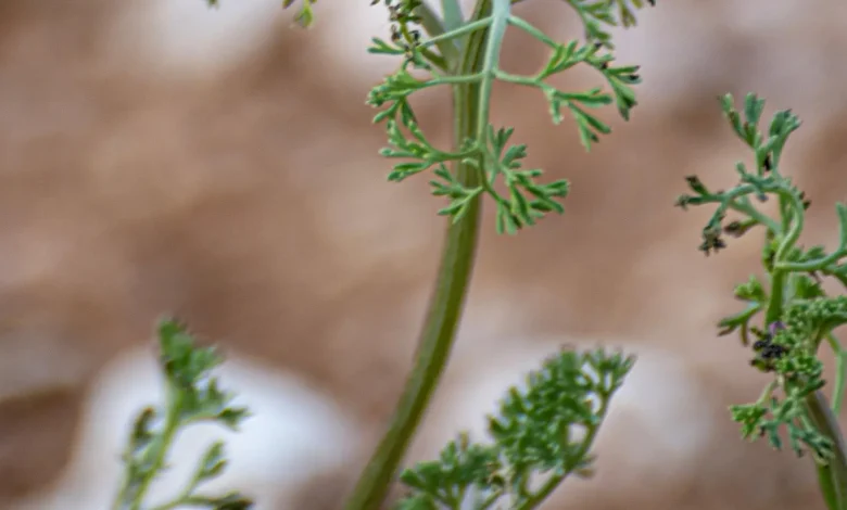 Fineleaf Fumitory Emerges in Northern Borders Region After Spring Rains