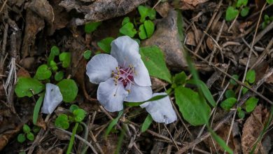 White Almond Blossoms Cover Terraced Fields of Al-Baha