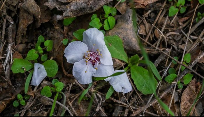 White Almond Blossoms Cover Terraced Fields of Al-Baha