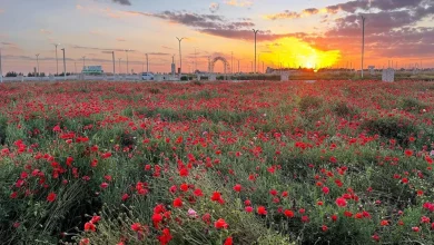 Al-Sadwi Park Thrives as Hafr Al-Batin’s Premier Natural Escape