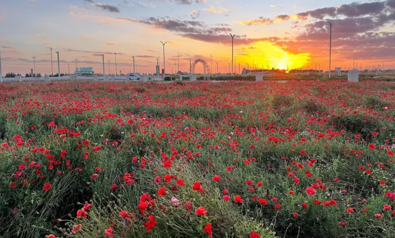 Al-Sadwi Park Thrives as Hafr Al-Batin’s Premier Natural Escape