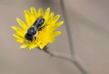 Nature’s Tiny Architect: Leafcutter Bee in Northern Borders Region