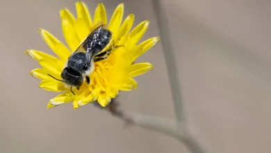 Nature’s Tiny Architect: Leafcutter Bee in Northern Borders Region