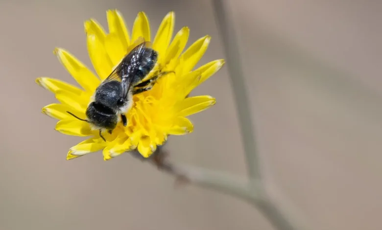 Nature’s Tiny Architect: Leafcutter Bee in Northern Borders Region
