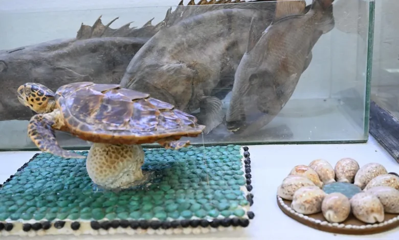 Farasan Maritime Museum Celebrates 20 Years of Preserving Red Sea Heritage