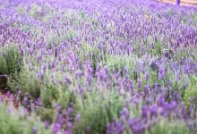 Lavender Fields in Taif Unlock New Opportunities for Tourism, Investment