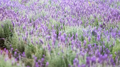 Lavender Fields in Taif Unlock New Opportunities for Tourism, Investment