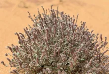 Moltkiopsis ciliata Showcases Plant Diversity in Qassim