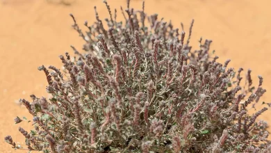 Moltkiopsis ciliata Showcases Plant Diversity in Qassim