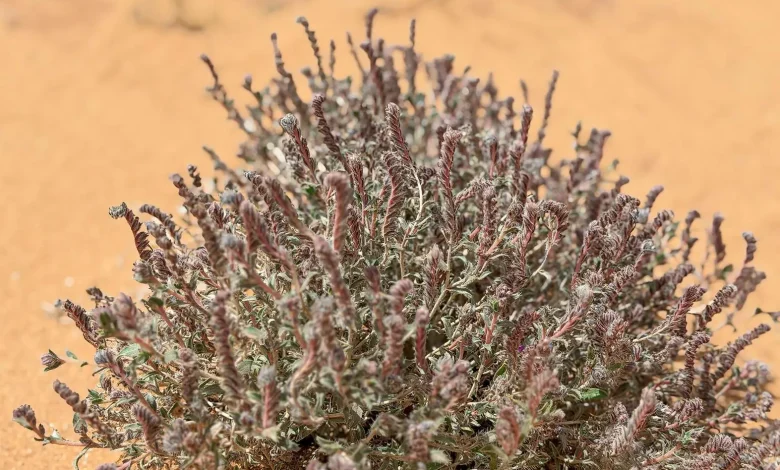 Moltkiopsis ciliata Showcases Plant Diversity in Qassim