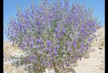 Teucrium oliverianum Flourishes Throughout Rafha Governorate
