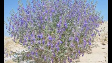 Teucrium oliverianum Flourishes Throughout Rafha Governorate