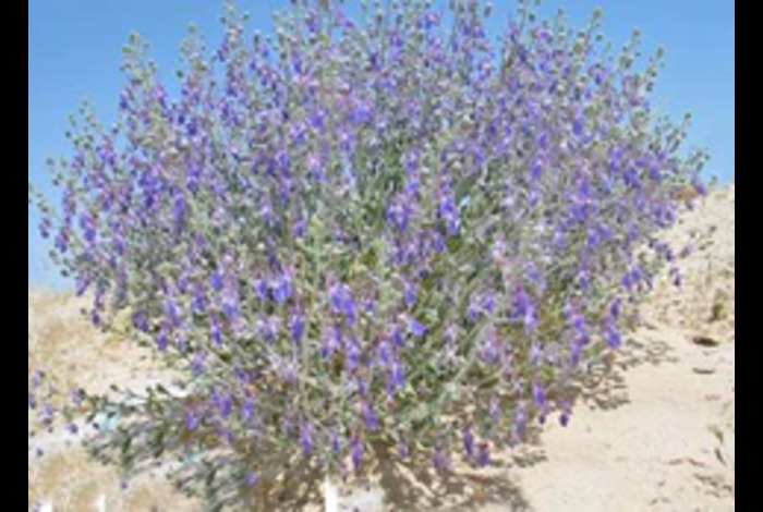 Teucrium oliverianum Flourishes Throughout Rafha Governorate