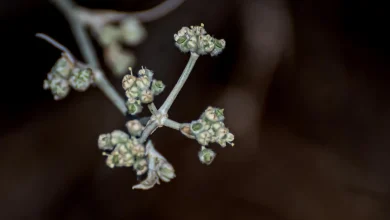 Vegetation Revival: Deverra triradiata Rejuvenates Northern Borders Landscape