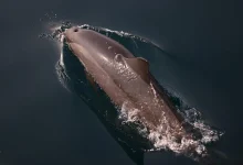 Dolphin Sightings Boost Farasan Islands’ Tourism Appeal