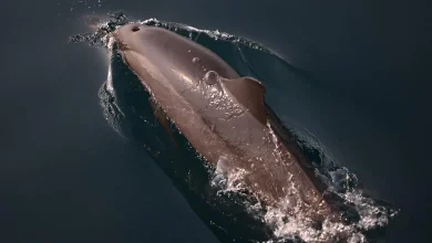 Dolphin Sightings Boost Farasan Islands’ Tourism Appeal