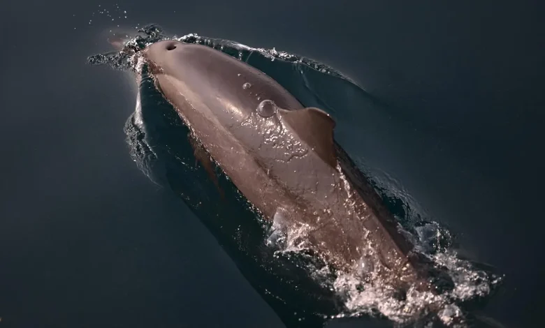 Dolphin Sightings Boost Farasan Islands’ Tourism Appeal