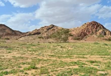 Al-Najeelah Floodplain in Tabuk Becomes Springtime Attraction