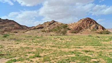Al-Najeelah Floodplain in Tabuk Becomes Springtime Attraction