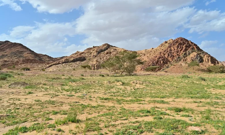 Al-Najeelah Floodplain in Tabuk Becomes Springtime Attraction