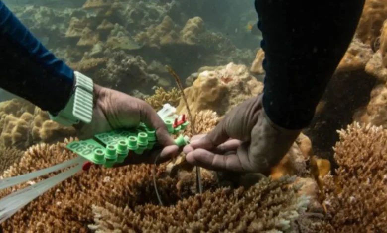 How Coral Reefs Are Transforming Modern Medicine?