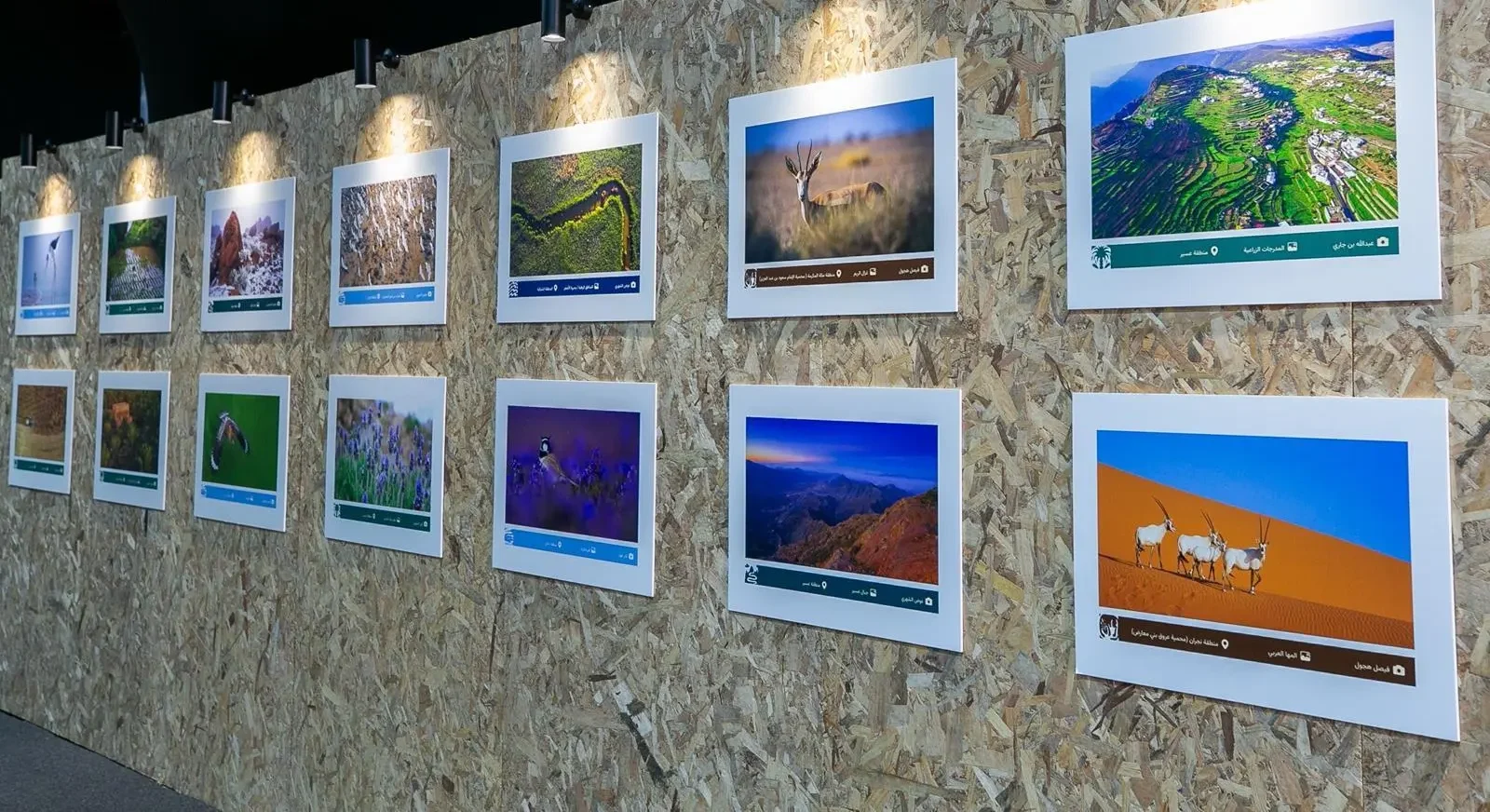 Environment Week 2026 Spotlights Saudi Rich Biodiversity 