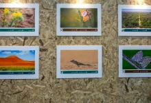Environment Week 2026 Spotlights Saudi Rich Biodiversity