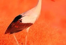 AlUla: Sanctuary for Migratory and Resident Birds