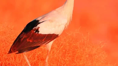 AlUla: Sanctuary for Migratory and Resident Birds