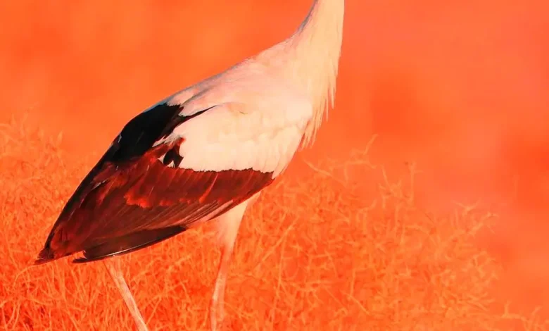 AlUla: Sanctuary for Migratory and Resident Birds