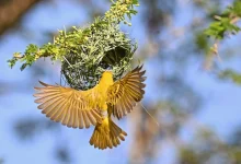 Rüppell's Weaver Signals Start of Breeding Season in Aseer